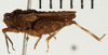 CollectionObject 1529979; NHRS NRM-ORTH 12975, a59ca0ac-20da-4551-8bdb-c0233b5251db: male, lateral view (holotype). (CollectionObject).