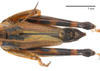 male tegmen and tip of abdomen, dorsal view (holotype of Miramella bosnica Miksic, 1969). Depicts CollectionObject 1543444; 12af16bc-ec2d-4acf-9a1d-3850ec525ed1, a CollectionObject.