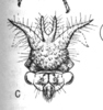 Head on Cyphonia longispina Sakakibara, 1968: (Observation).