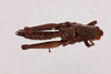 CollectionObject 2052371; 8e8885d0-5e7c-46e7-8395-35ce71cbff69, NHMUK015982474: female, dorsal view (paralectotype). (CollectionObject).