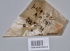 Micadina yasumatsui Shiraki, 1935: copyright NTUC. eggs & data (with syntype). (Otu).