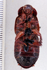 CollectionObject 1552897; a57f0f30-79d1-48ce-b239-b693c8aa9e96: Photo by Heidi Hopkins. ventral habitus. (CollectionObject).
