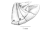 Robustusacris balzapambae (Rehn, 1913): Fig. 4D. male, end of abdomen, lateral view. (Otu).
