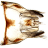 Pygofer, dorsal view: Athysanus argentarius, pygofer, dorsally (INHS). (Observation).