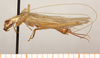 CollectionObject 1499369; e31ee91b-ca91-4c36-9b36-13624659c16b: male, lateral view (holotype). (CollectionObject).
