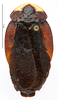 CollectionObject 1587307; MNHN(SF IMPORT DUPLICATE) MNHN-EP-EP1271, 33d4e758-a602-49aa-ab79-f450c3751298: CC BY-NC-ND 4.0/MNHN - Depraetere Marion - 2014. Paratype, female, of ampla Hebard, 1921. Specimen number: MNHN-EP-EP1271. http://coldb.mnhn.fr/catalognumber/mnhn/ep/ep1271. (CollectionObject).