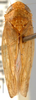 Habitus, dorsal view on Allophleps inspersa Bergroth, 1920 now Allophleps eques (Jacobi, 1910): Allophleps inspersa, dorsally (AMNH). (Observation).