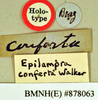 Epilampra conferta Walker, 1868: Holotype, unsexed, labels. BMNH(E)#878063. (Otu).