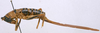 CollectionObject 1535037; 20c4037b-51ee-4c7f-a66a-4284a02ac41a: female, lateral view (holotype). (CollectionObject).