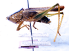 CollectionObject 1531535; 6a6e5aee-c08f-4ea4-a82b-dc30dabdc301: male, lateral view (syntype). (CollectionObject).