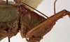CollectionObject 1534725; 0c8b9bc8-b13c-4082-89ea-fd0ed5b9ee6e: female pronotum, lateral view (syntype). (CollectionObject).