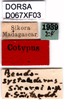 CollectionObject 1584228; d09e9f1a-eaa0-4e69-8c47-491a4813d8fc, DORSA D067XF03: labels (syntype). (CollectionObject).