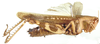 Oxycatantops congoensis (Sjöstedt, 1929): as Catantops sulcatus. lateral view. (Otu).