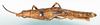 CollectionObject 1578628; 6236865b-562b-41e7-ac3f-4697a735ebcb: female, dorsal view (paralectotype). (CollectionObject).