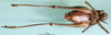 CollectionObject 1502599; 43ad56ea-a6f4-42fe-b1d0-da5b53e27b25: male, ventral view (paratype). (CollectionObject).