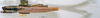 CollectionObject 1516491; NNM 3224739, 548a84ff-af04-4029-b01f-23f38da89033: female habitus dorsal view. (CollectionObject).
