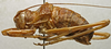 CollectionObject 1534985; 2f802408-bd8d-4f26-a249-374b737cfa54: male, lateral view (lectotype of Uromenus foliaceus). (CollectionObject).