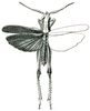 Phlaeoba antennata antennata Brunner von Wattenwyl, 1893: Pl. V, Fig. 49. male, dorsal view. (Otu).
