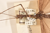 CollectionObject 1558797; cb2dc274-79e3-40d5-9637-7bb0504b9e25: copyright OUMNH. male: head & thorax, dorsal view of Necroscia phaetusa (holotype). (CollectionObject).