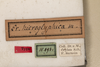 CollectionObject 1531276; 48681b7a-2be1-437d-970c-6ca62050ee3e: female, labels (syntype). (CollectionObject).