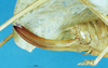 CollectionObject 1506977; c920cdc3-daa0-42ed-bf9f-92cbb3a81a65: female ovipositor (holotype). (CollectionObject).