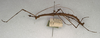 CollectionObject 1561346; NMW 465, 77a2d884-dc66-4e56-8641-da1f4ab9e453: copyright NMW, Vienna. male, lateral view (holotype). (CollectionObject).