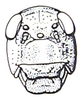 Fig. 32.3. male face. Depicts Pneumora inanis (Fabricius, 1775), an Otu.