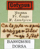 labels (paralectotype). Depicts CollectionObject 1589443; 5a208cea-fe6d-41a9-b6fc-f9ece1582c59, a CollectionObject.