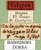 CollectionObject 1589443; 5a208cea-fe6d-41a9-b6fc-f9ece1582c59: labels (paralectotype). (CollectionObject).