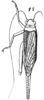 Anisotrypus furcatus Saussure, 1878: Pl. 17, Fig. 58(1). female, dorsal view. (Otu).