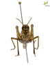 CollectionObject 1861853; 5cb915e0-df63-4b90-9627-d3dfa302e72b, Unioeste Cascavel K-0054: Female. Frontal view. (CollectionObject).