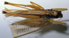 CollectionObject 1506480; MHNG 3225776, 5beb5cc5-e7d8-4761-80f6-308c019d33af: female, dorsal view. (CollectionObject).