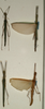 CollectionObject 1560375; NMW 1145'', 6d73a223-ccb2-433a-8c3d-6d90bfc22e39: copyright NMW, Vienna. male and female (paralectotypes) female bottom left interpreted from Seow-Choen 2020 as (lectotype). (CollectionObject).