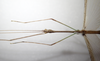 CollectionObject 1583792; 504137d1-b138-4909-bb15-6179e1645e55: copyright MNHN, Paris. male head & thorax, dorsal view (paratype). (CollectionObject).;CollectionObject 1583793; ecd8adad-8df3-4622-8518-81f6a7571783: copyright MNHN, Paris. male head & thorax, dorsal view (paratype). (CollectionObject).;CollectionObject 1583794; 1f7dc6b6-c82e-49b0-b7ad-6b44ff01b2e7: copyright MNHN, Paris. male head & thorax, dorsal view (paratype). (CollectionObject).