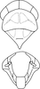 Head: Head, pro-, and mesothorax. (Observation).
