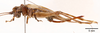 CollectionObject 1585736; 2407d866-9c5f-40a9-9774-1d464c781bda: female, lateral view (paratype). (CollectionObject).