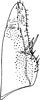 Subgenital plate: !! display not done !! on Alnetoidia (Alnella) Anufriev, 1971: Subgenital plate (A. orientalis Dwor.). (Observation).