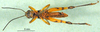 male, ventral view (holotype). Depicts CollectionObject 1501228; 49e1007a-fb9e-48a3-aa61-2db5eb66c3b4, a CollectionObject.