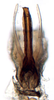 Aedeagus, ventral view on Banus Distant, 1908: Banus maculosus, aedeagus, caudally (BMNH). (Observation).