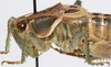 CollectionObject 1527096; f9b6850b-f393-4da0-b498-14d2b1f424fe: male head and pronotum, lateral view (neotype). (CollectionObject).