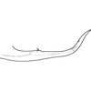 Pygofer appendages: !! display not done !! on Alebroides flavifrons Matsumura, 1931: Pygofer appendage. (Observation).