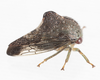 Live specimen: !! display not done !! on Telamona tarda Ball, 1925: (Observation).