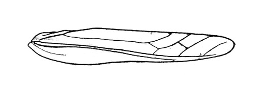 Fig. 24 (after allotype). male, outline of tegmen. Depicts Burgilis missionum Rehn, 1913, an Otu.