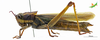 CollectionObject 1525087; Unioeste Cascavel K-0585, 0847d8a5-9ef2-4af6-9181-7b517e32d999, Unioeste Cascavel K-0585: Female, lateral view. (CollectionObject).