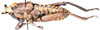 Camoensia insignis insignis Bolívar, 1882: lateral view. (Otu).