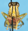 CollectionObject 1567229; 0814dfd5-2dc0-4462-8794-caf61dad1d93: female, frontal view (paratype). (CollectionObject).