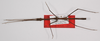 CollectionObject 1563014; 9c6c76f0-8f56-407b-908b-b2975b19d8ee: copyright MUSM. male, dorsal view (holotype). (CollectionObject).