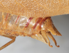 CollectionObject 1532940; NMW 12012, e8b9a15c-e3ea-44a5-a85a-a17967a1aa81: male abdomen tip, lateral view (syntype). (CollectionObject).