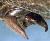 CollectionObject 1517439; f6b7cc4f-ae40-49c3-9cd3-f9f9f4ba071d: male cercus (holotype). (CollectionObject).