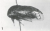 Habitus, lateral view: !! display not done !! on Trachytalis isabellina Fowler, 1895: (Observation).
